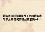 紫油木自然根雕图片（盆栽紫油木叶怎么养 如何养植盆栽紫油木叶）