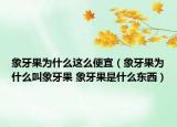 象牙果为什么这么便宜（象牙果为什么叫象牙果 象牙果是什么东西）