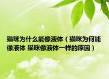 猫咪为什么能像液体（猫咪为何能像液体 猫咪像液体一样的原因）