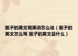 猴子的英文用英语怎么说（猴子的英文怎么写 猴子的英文是什么）