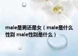 male是男还是女（male是什么性别 male性别是什么）