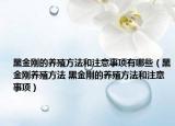 黑金刚的养殖方法和注意事项有哪些（黑金刚养殖方法 黑金刚的养殖方法和注意事项）