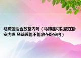 马蹄莲适合放室内吗（马蹄莲可以放在卧室内吗 马蹄莲能不能放在卧室内）