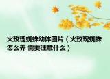 火玫瑰蜘蛛幼体图片（火玫瑰蜘蛛怎么养 需要注意什么）