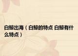 白鲸出海（白鲸的特点 白鲸有什么特点）