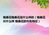 格桑花格桑花是什么样的（格桑花长什么样 格桑花的外形特征）