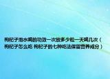 枸杞子泡水喝的功效一次放多少粒一天喝几次（枸杞子怎么吃 枸杞子的七种吃法保留营养成分）