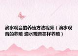 滴水观音的养殖方法视频（滴水观音的养殖 滴水观音怎样养殖）