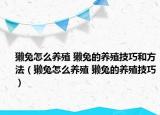 獭兔怎么养殖 獭兔的养殖技巧和方法（獭兔怎么养殖 獭兔的养殖技巧）