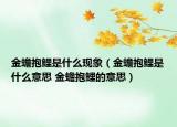 金蟾抱鲤是什么现象（金蟾抱鲤是什么意思 金蟾抱鲤的意思）