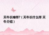 天牛长啥样?（天牛长什么样 天牛介绍）