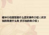 破冰行动原型是什么真实事件介绍（伏尔加的鱼是什么鱼 伏尔加的鱼介绍）