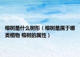 榕树是什么树形（榕树是属于哪类植物 榕树的属性）