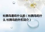 杜鹃鸟是吃什么的（杜鹃鸟吃什么 杜鹃鸟的外形简介）