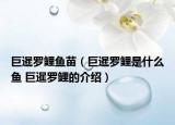 巨暹罗鲤鱼苗（巨暹罗鲤是什么鱼 巨暹罗鲤的介绍）