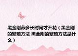 黑金刚养多长时间才开花（黑金刚的繁殖方法 黑金刚的繁殖方法是什么）