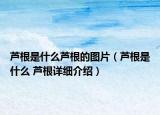 芦根是什么芦根的图片（芦根是什么 芦根详细介绍）
