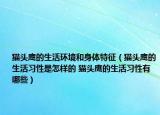 猫头鹰的生活环境和身体特征（猫头鹰的生活习性是怎样的 猫头鹰的生活习性有哪些）