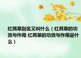 红茜草别名又叫什么（红茜草的功效与作用 红茜草的功效与作用是什么）