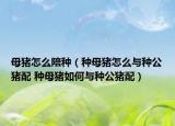 母猪怎么陪种（种母猪怎么与种公猪配 种母猪如何与种公猪配）