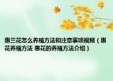 惠兰花怎么养殖方法和注意事项视频（惠花养殖方法 惠花的养殖方法介绍）