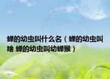 蝉的幼虫叫什么名（蝉的幼虫叫啥 蝉的幼虫叫幼蝉猴）