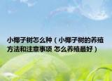 小椰子树怎么种（小椰子树的养殖方法和注意事项 怎么养殖最好）