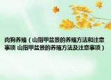 肉狗养殖（山指甲盆景的养殖方法和注意事项 山指甲盆景的养殖方法及注意事项）