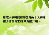 形成人字缝的有哪些骨头（人字缝位于什么骨之间 颅骨的介绍）