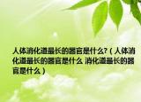 人体消化道最长的器官是什么?（人体消化道最长的器官是什么 消化道最长的器官是什么）