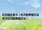 红爪能长多大（红爪的养殖方法 关于红爪的养殖方法）