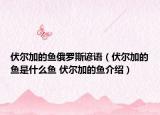 伏尔加的鱼俄罗斯谚语（伏尔加的鱼是什么鱼 伏尔加的鱼介绍）