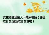 女主播鳝鱼塞入下体原视频（鳝鱼吃什么 鳝鱼吃什么食物）