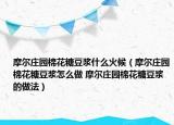 摩尔庄园棉花糖豆浆什么火候（摩尔庄园棉花糖豆浆怎么做 摩尔庄园棉花糖豆浆的做法）