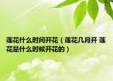 莲花什么时间开花（莲花几月开 莲花是什么时候开花的）