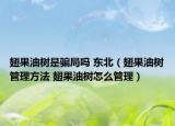 翅果油树是骗局吗 东北（翅果油树管理方法 翅果油树怎么管理）