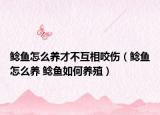 鲶鱼怎么养才不互相咬伤（鲶鱼怎么养 鲶鱼如何养殖）