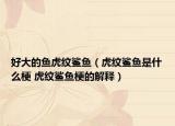 好大的鱼虎纹鲨鱼（虎纹鲨鱼是什么梗 虎纹鲨鱼梗的解释）