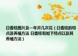 日香桂图片及一年开几次花（日香桂的特点及养殖方法 日香桂有如下特点以及其养殖方法）