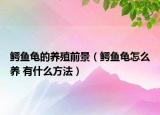 鳄鱼龟的养殖前景（鳄鱼龟怎么养 有什么方法）