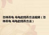 怎样养龟 乌龟的饲养方法视频（怎样养龟 乌龟的饲养方法）