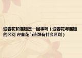 迎春花和连翘是一回事吗（迎春花与连翘的区别 迎春花与连翘有什么区别）