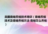 美国青蛙养殖技术培训（青蛙养殖技术及青蛙养殖方法 青蛙怎么养殖）