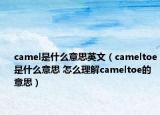 camel是什么意思英文（cameltoe是什么意思 怎么理解cameltoe的意思）
