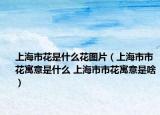 上海市花是什么花图片（上海市市花寓意是什么 上海市市花寓意是啥）