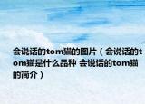 会说话的tom猫的图片（会说话的tom猫是什么品种 会说话的tom猫的简介）