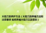 火焰兰的养护方法（火焰兰的养殖方法和注意事项 如何养殖火焰兰以及禁忌）