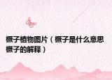 橛子植物图片（橛子是什么意思 橛子的解释）