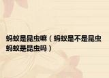 蚂蚁是昆虫嘛（蚂蚁是不是昆虫 蚂蚁是昆虫吗）