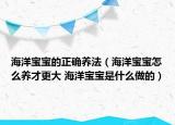 海洋宝宝的正确养法（海洋宝宝怎么养才更大 海洋宝宝是什么做的）